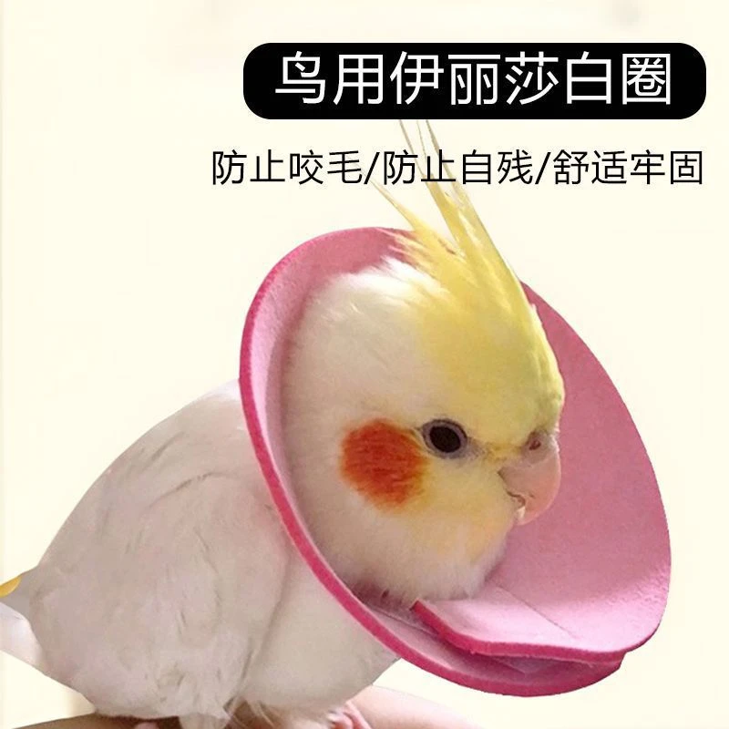 玄凤鹦鹉伊丽莎白圈受伤保护项圈虎皮牡丹防啄毛鸟用防啃咬毛脖套