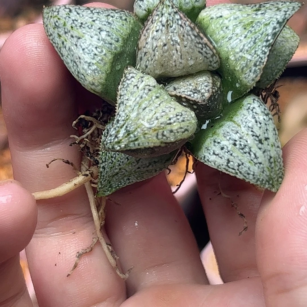 ****圆泰姬陵十二卷多肉植物满