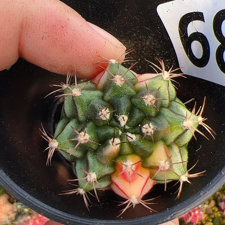 当前无花栽培后可以开花688