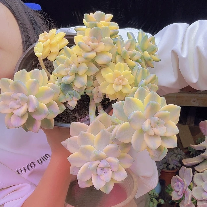 用****8美杏锦多肉植物