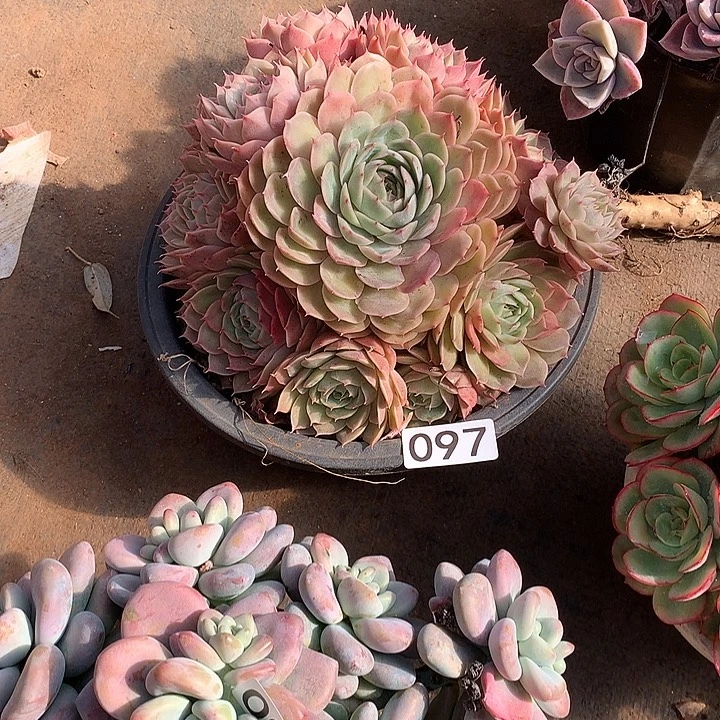 097昂斯诺 一物一拍多肉