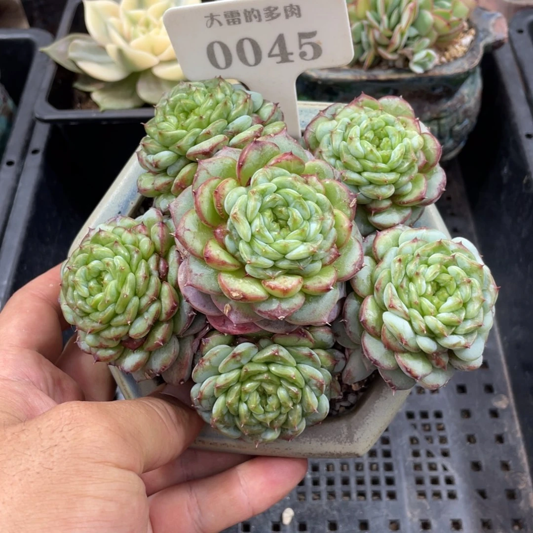 0045天鹅绒不带盆14厘米