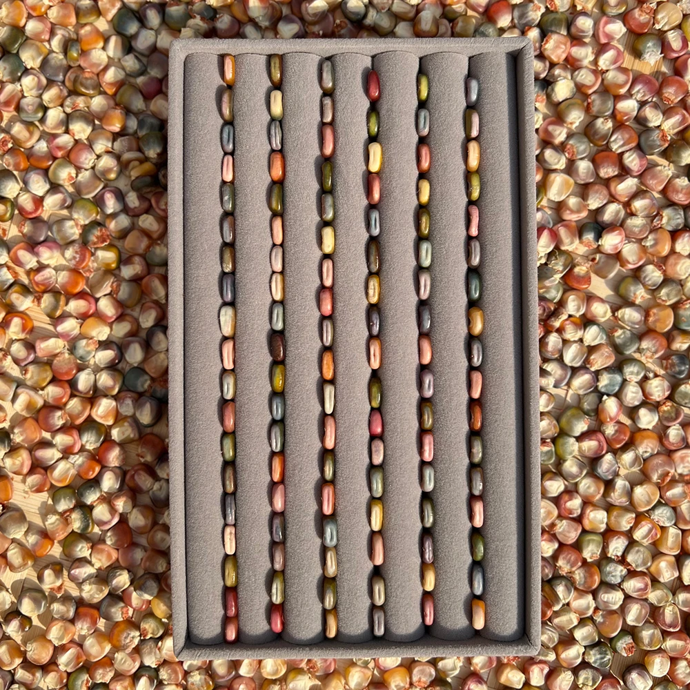 文玩玉米种子 冰宝一代文玩玉米种子颗粒 手工精选文玩玉米粒