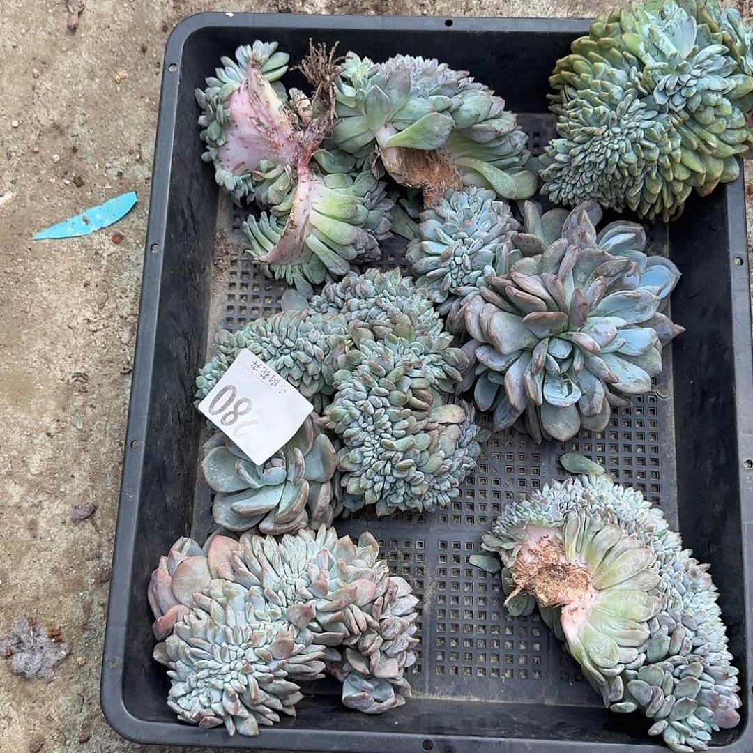 瑕疵福利一筐呀呀呀呀