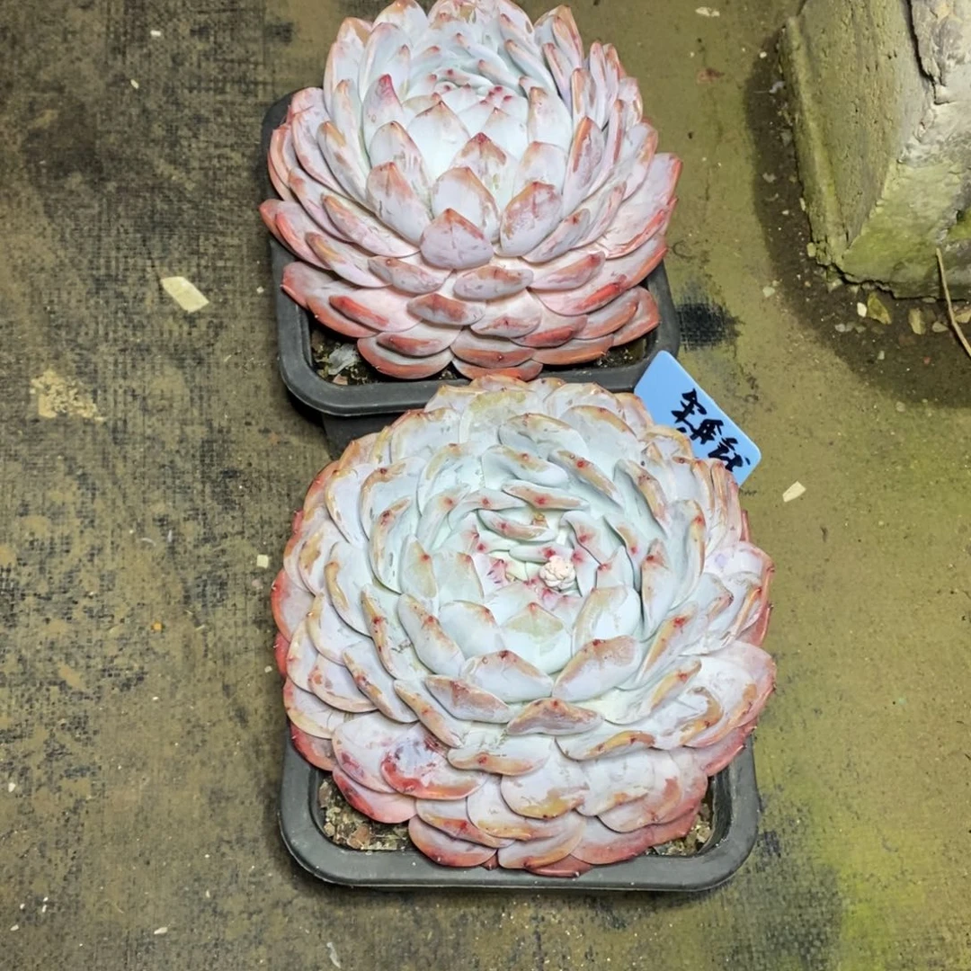 啊军喵多肉超大橙子