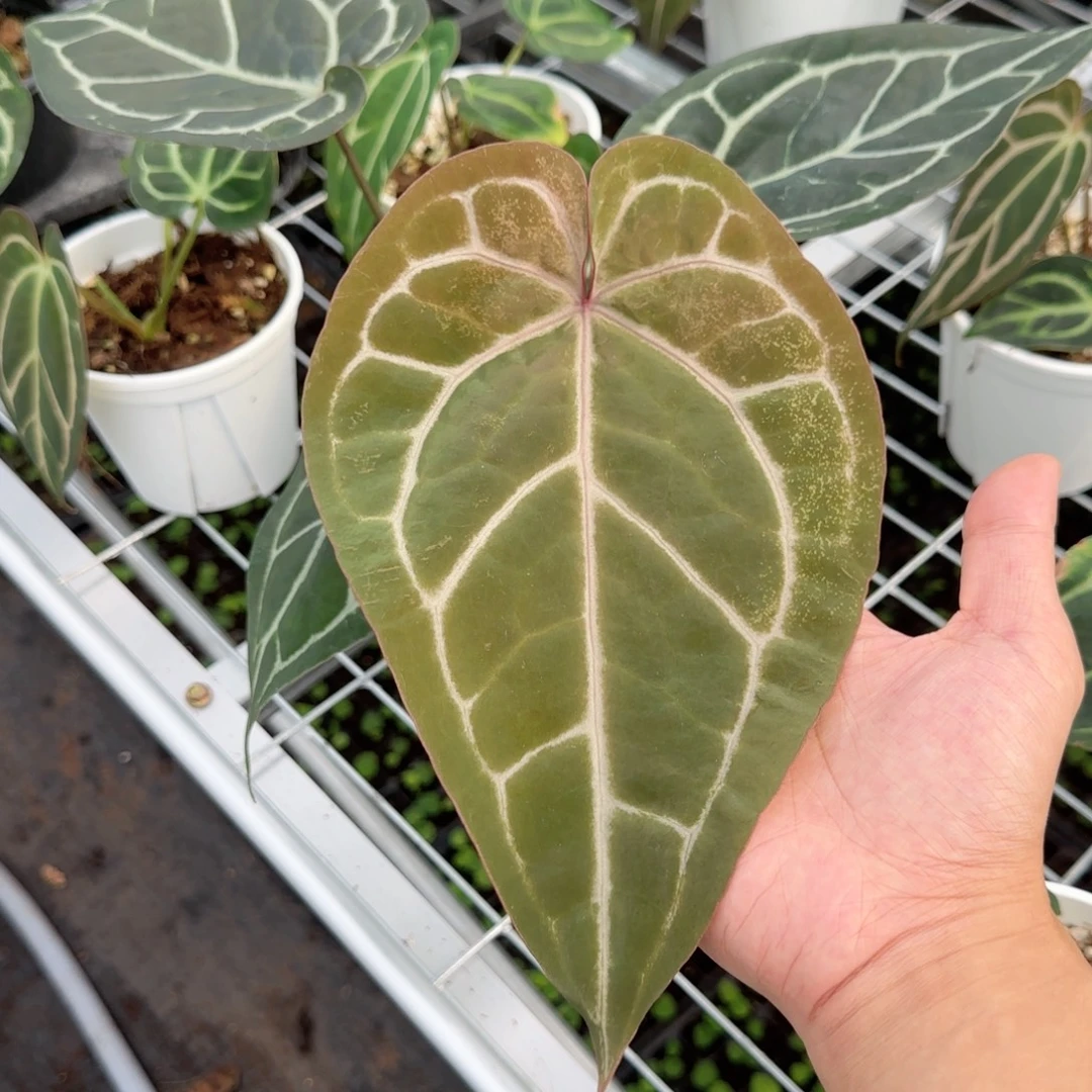 完全开放紫水晶杂