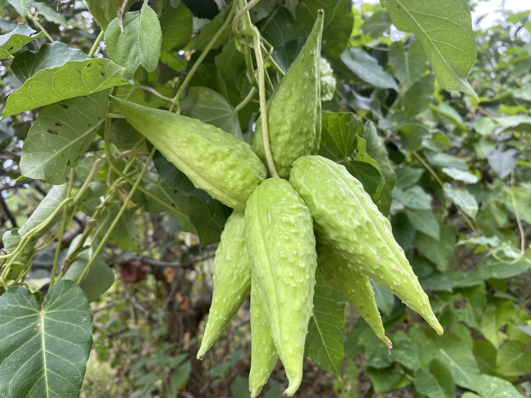鲜萝藦果新鲜采摘老果可泡嫩果可生食老鸹瓢羊婆奶婆婆针线包