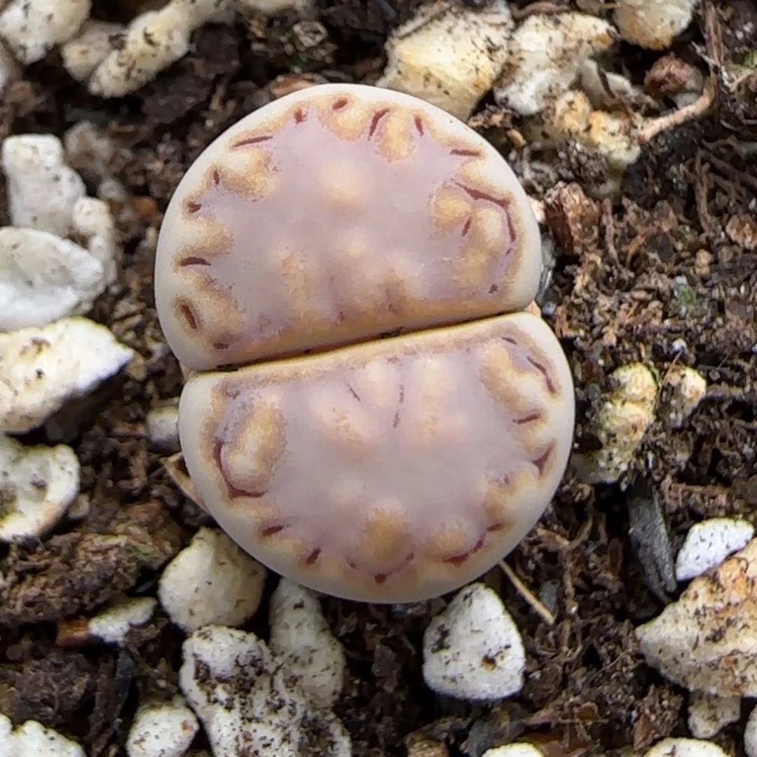 6.24。217对称脸脸9048