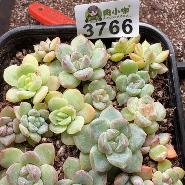 多肉植物多肉植物