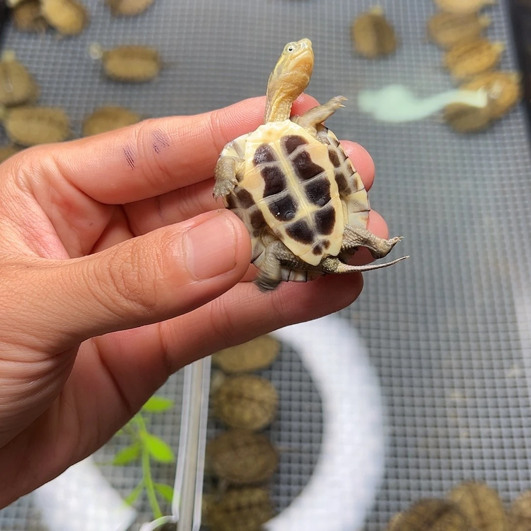 母绿毛龟焰**灵4号 20