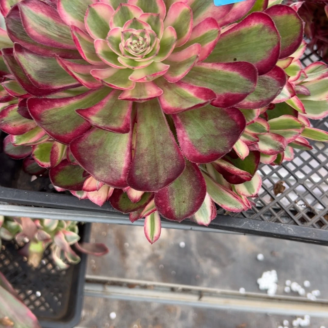 兰*7529半糖荔枝无根多肉多肉