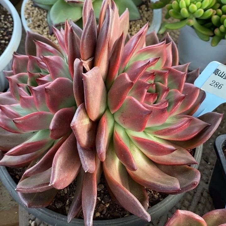 D286- 直播福利 菩萨双头