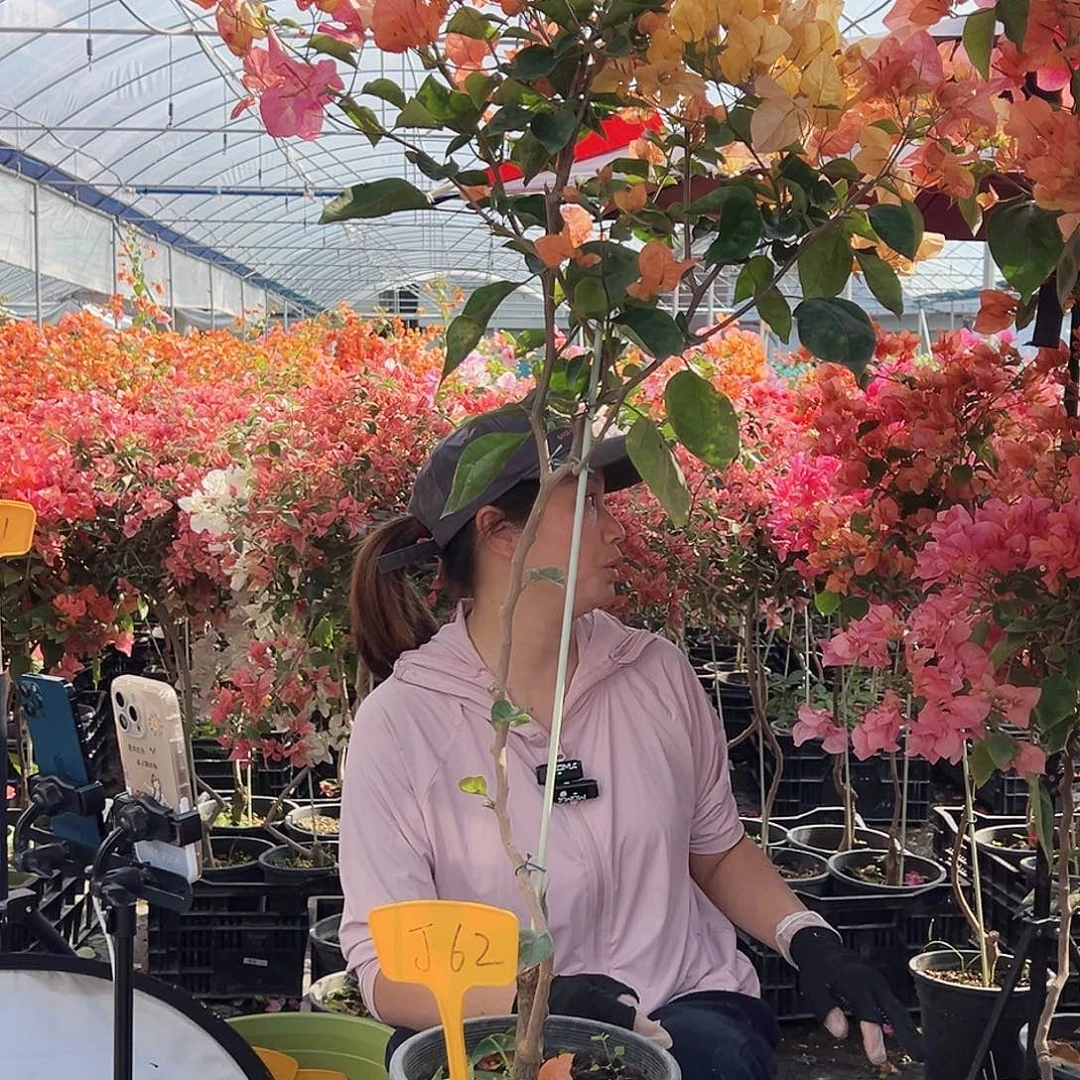 小***莉大部分花苞少量开放J62阿达娜