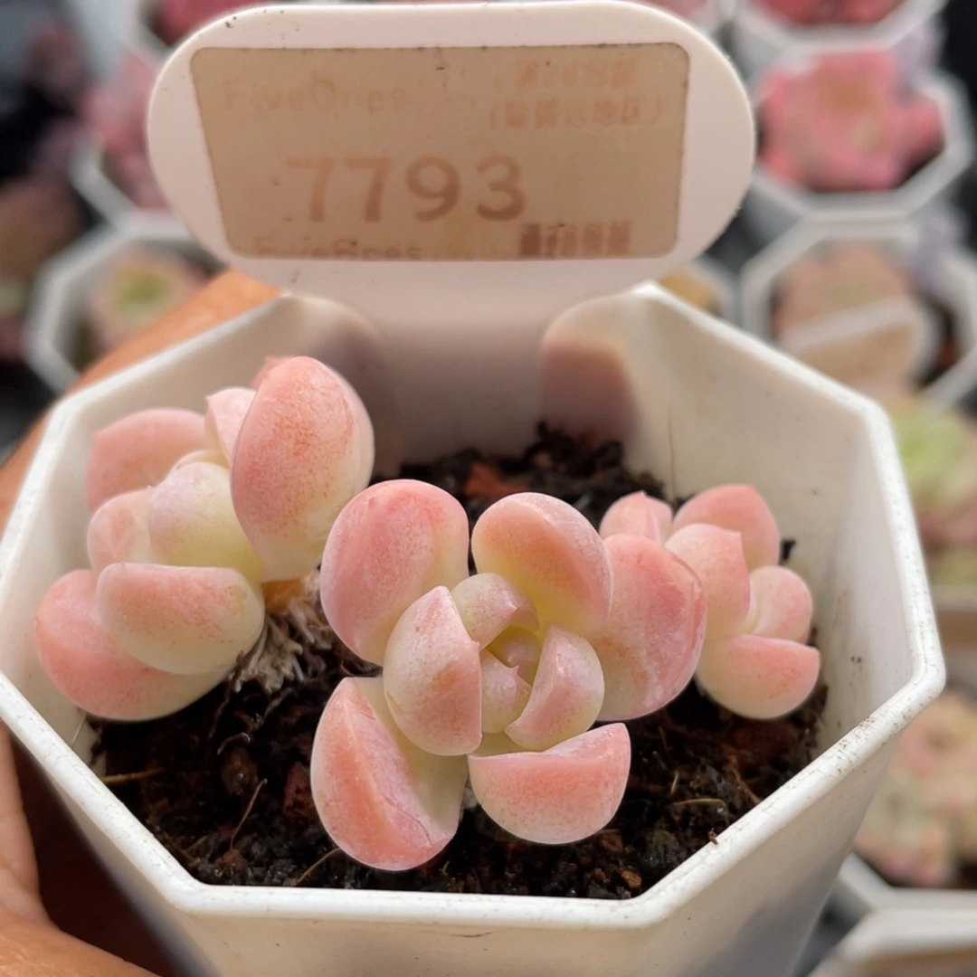 雪媚娘7793-6.0厘米左右