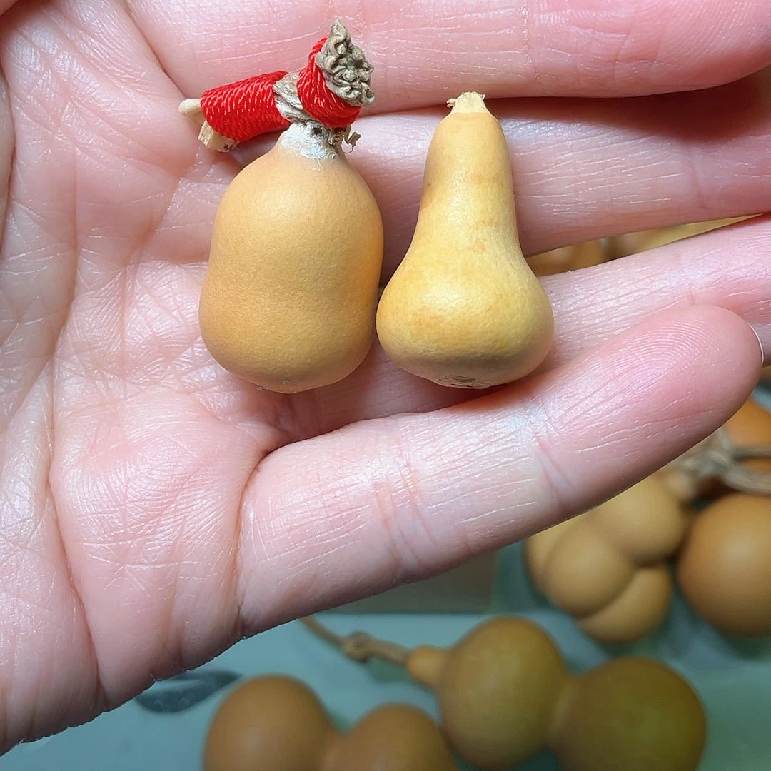 B****?草里金厚皮小葫芦