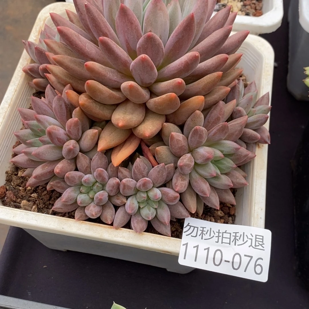 两单包邮1110-76红蜻蜓