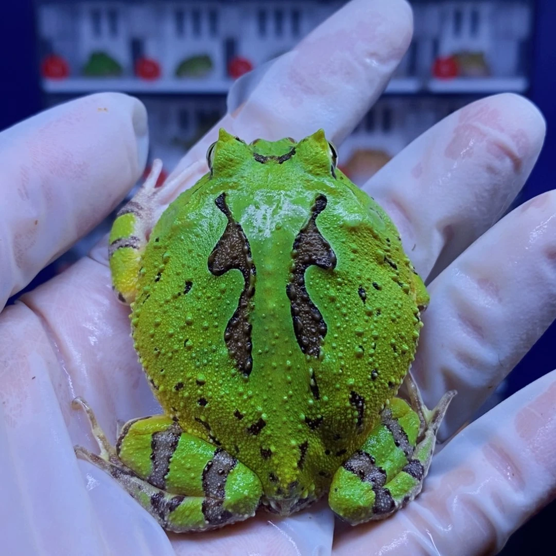 角蛙蝴蝶角蛙一只。