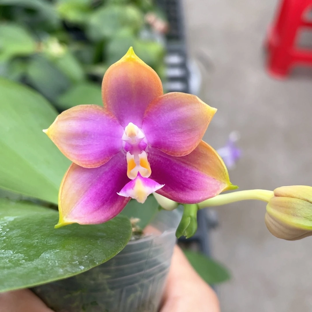 当前无花栽培后可以开花