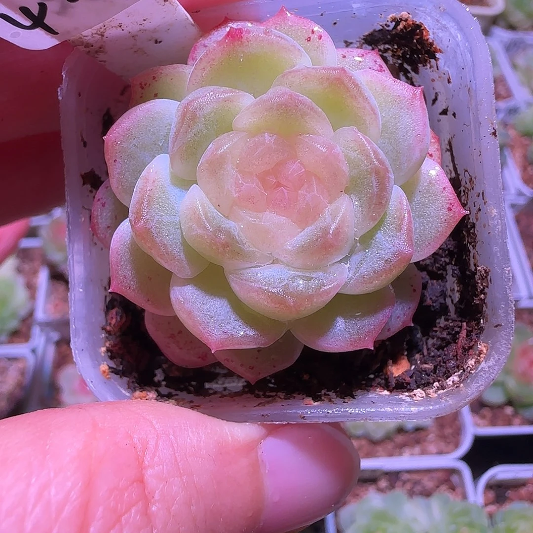 4-38福利无尽灯单头