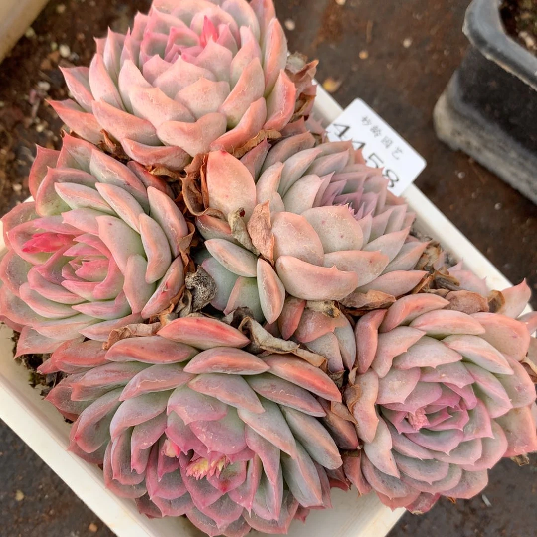 4458杂交多肉老桩