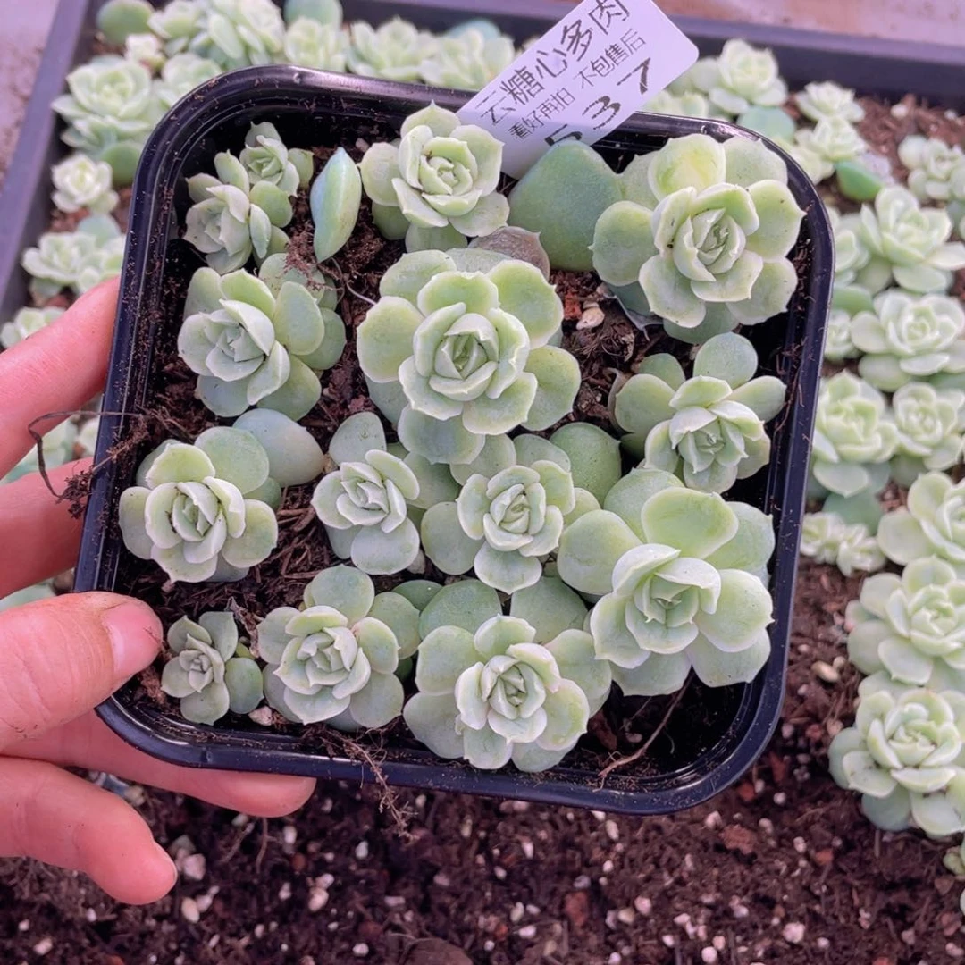 糕大上多肉植物537