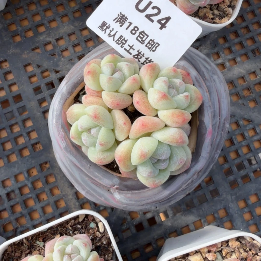 东篱下24哈哈哈哈