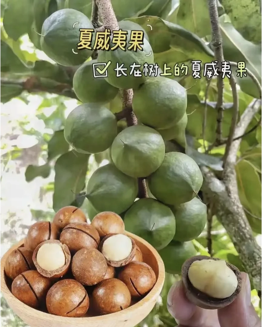 夏威夷孕妇零食坚果