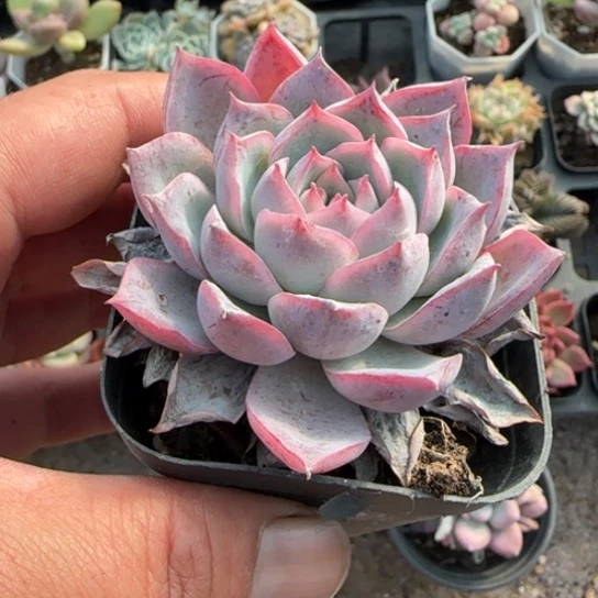 244海兰多肉植物多