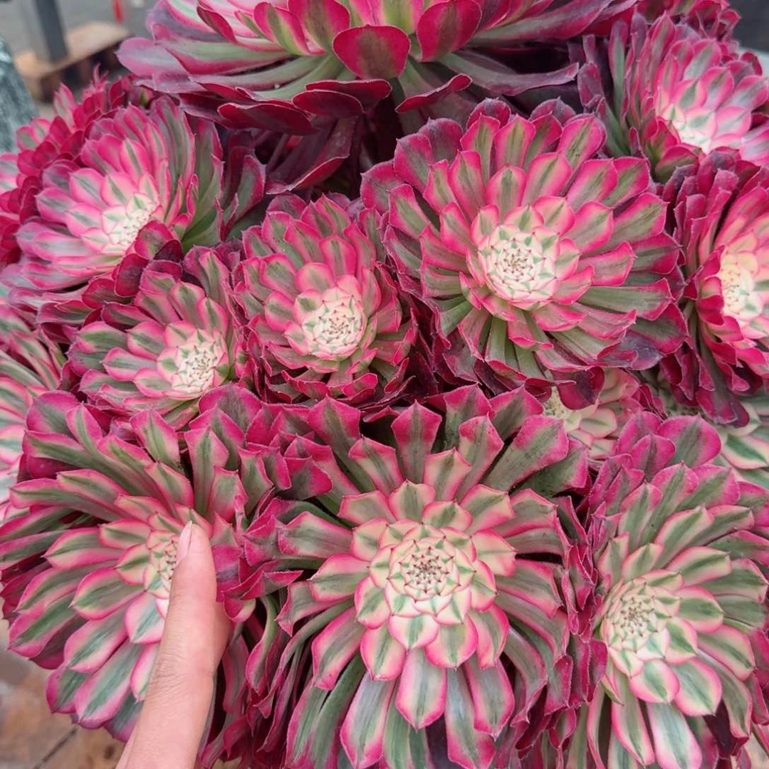 清***柳多肉植物发货发货