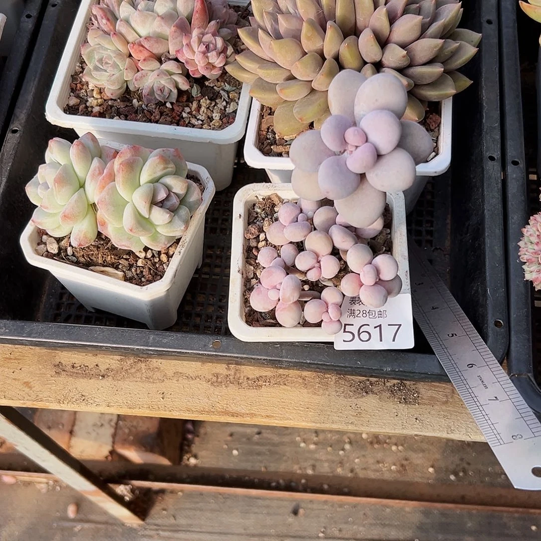 9号小*我们的确是一个5617