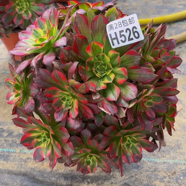 526多肉植物一物一拍