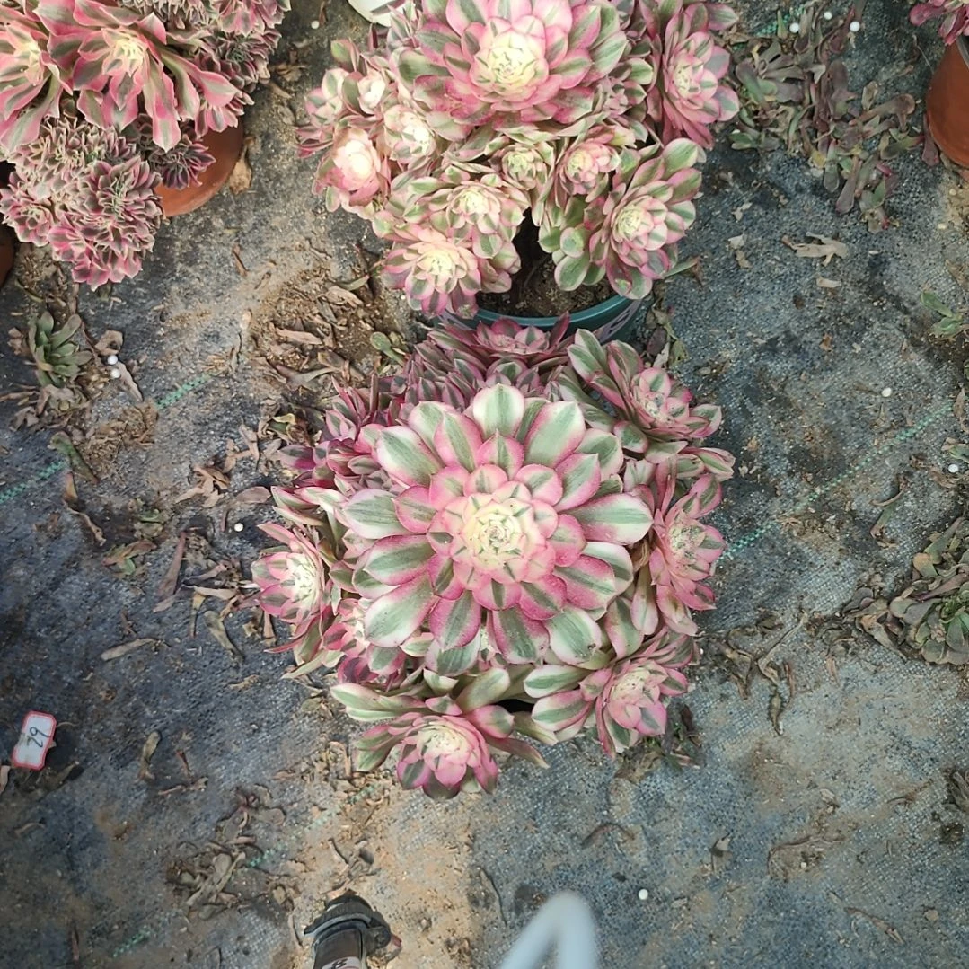 余***就荔枝两颗法师的故事