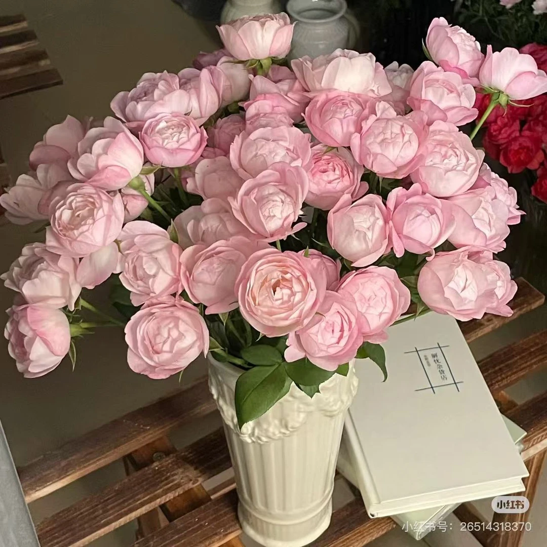 （牛牛甄选）AA级草莓杏仁饼多头玫瑰 云南基地现采现发 一单也包邮