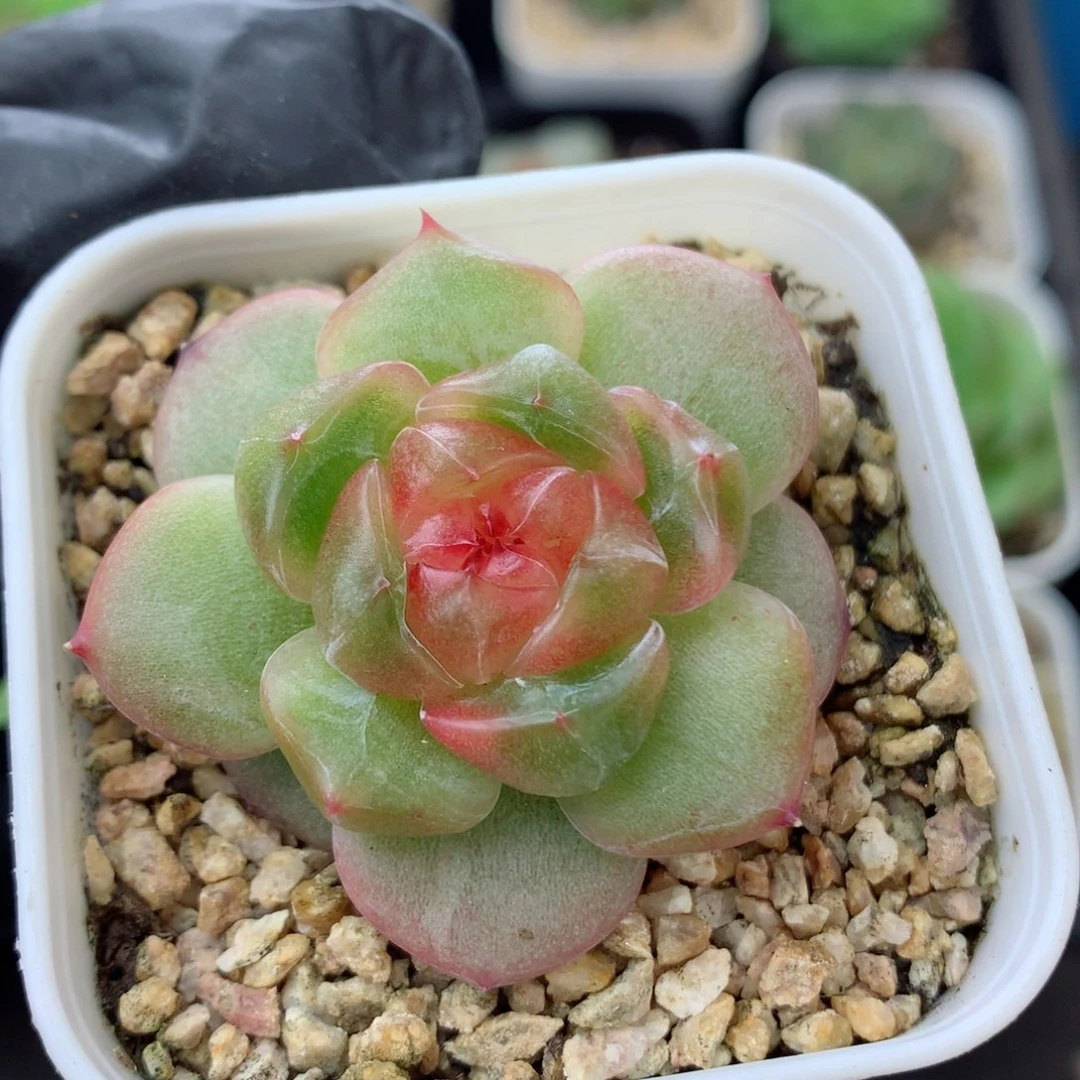58包邮  群生不包整125