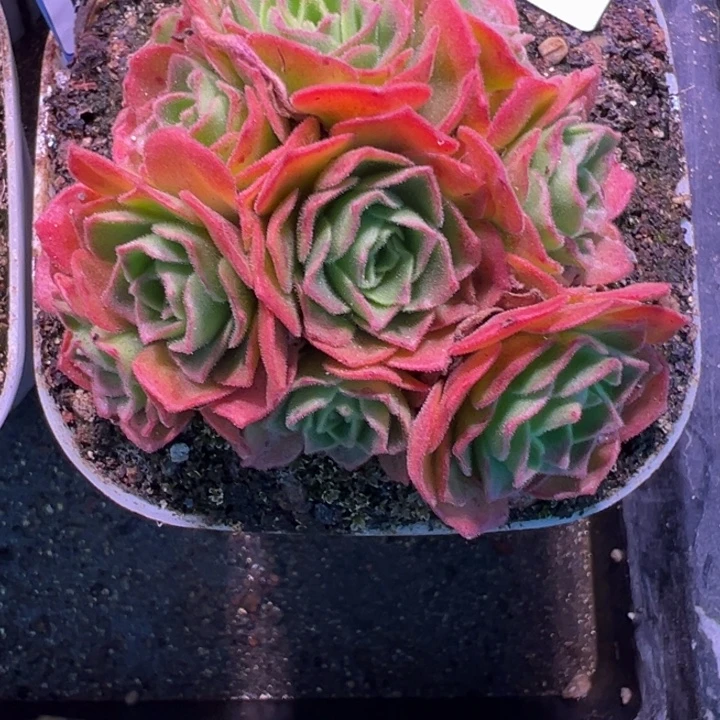 苗苗山地玫瑰多肉植物63