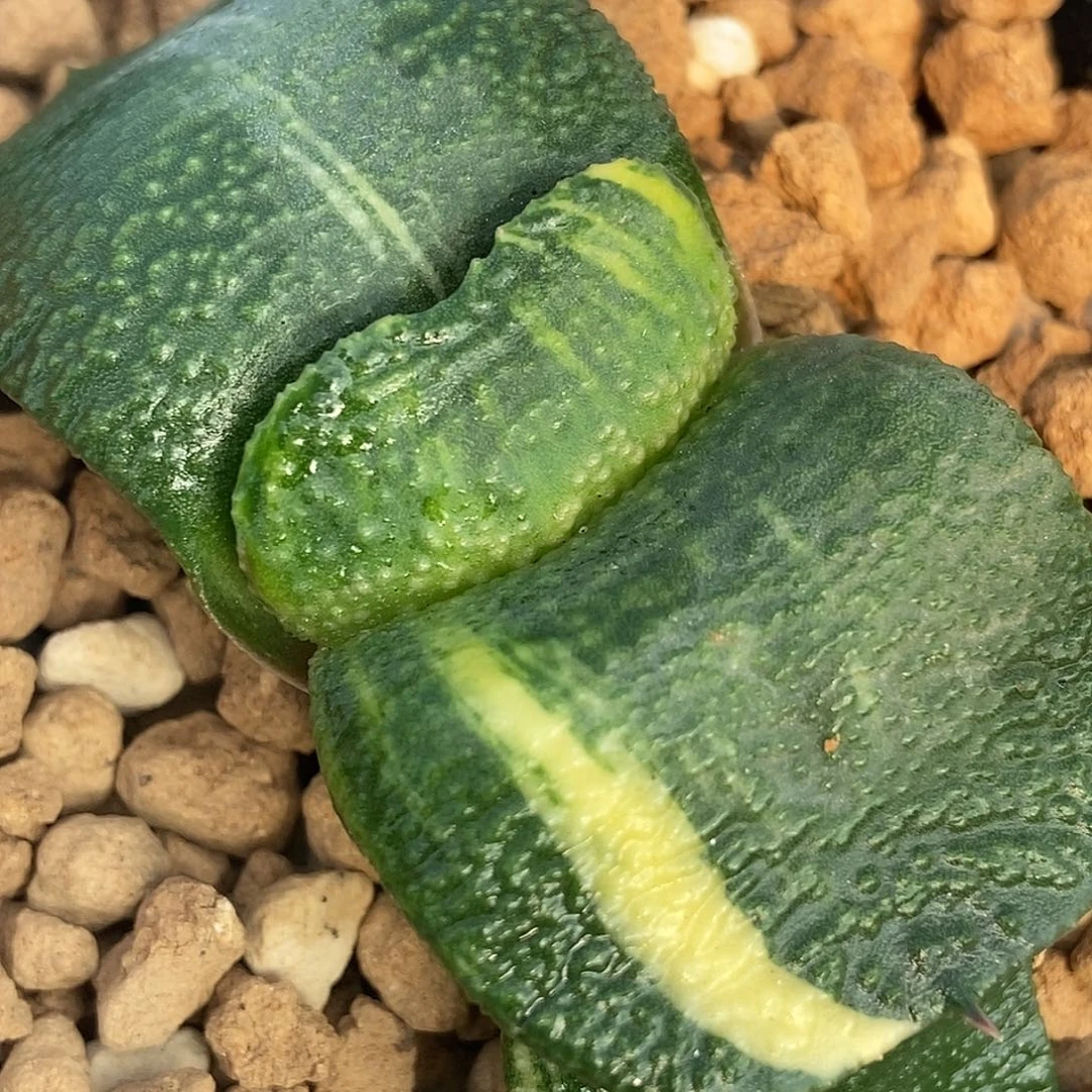 885军配蝴蝶叶卧牛实生锦带盆发货