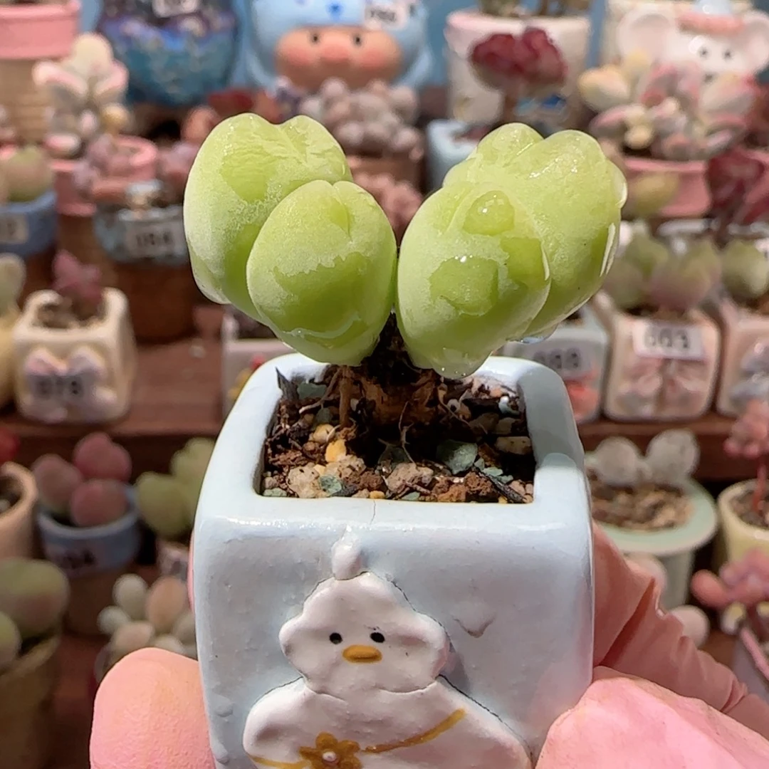 造型无毛版毛翠 盆口2cm