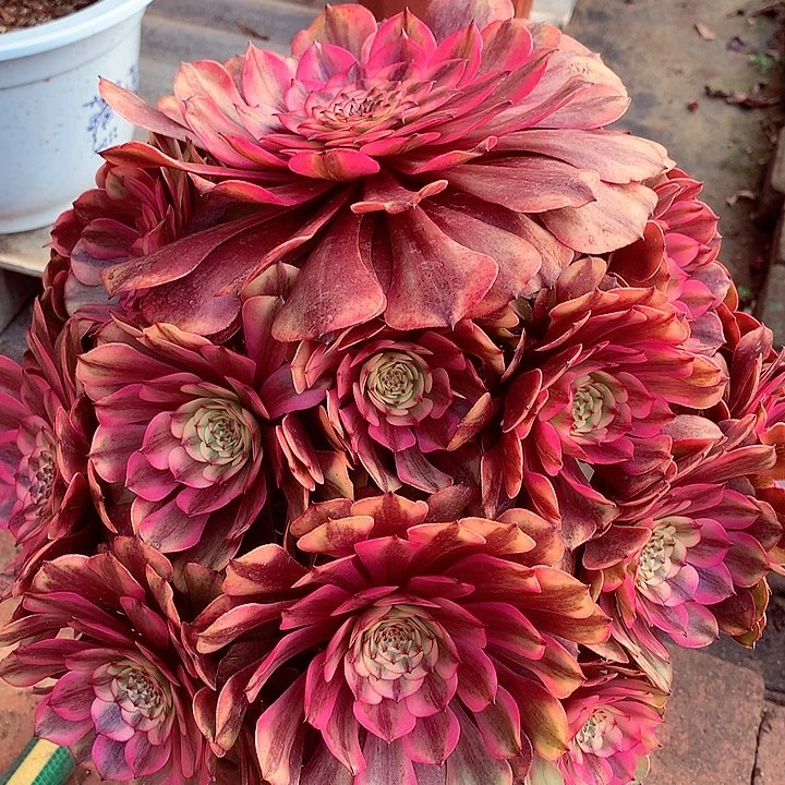 粉2的啊啊啊啊啊啊