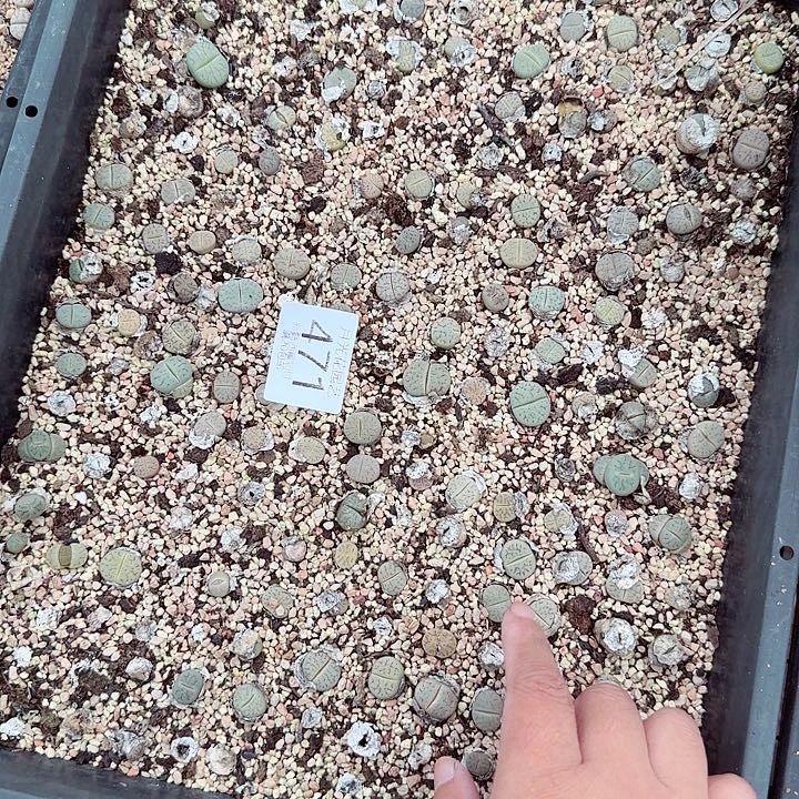 这个点睡起来了好471哈哈