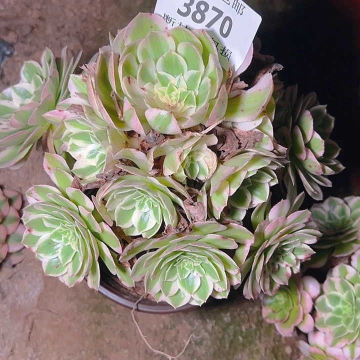 3870海仙多肉植物