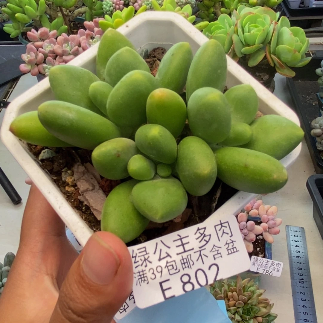 802芒果奶kk奶多肉6c m