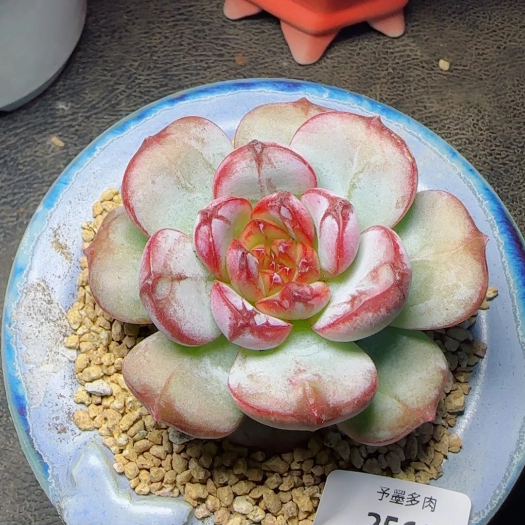 雪色浪漫，2568多肉植物