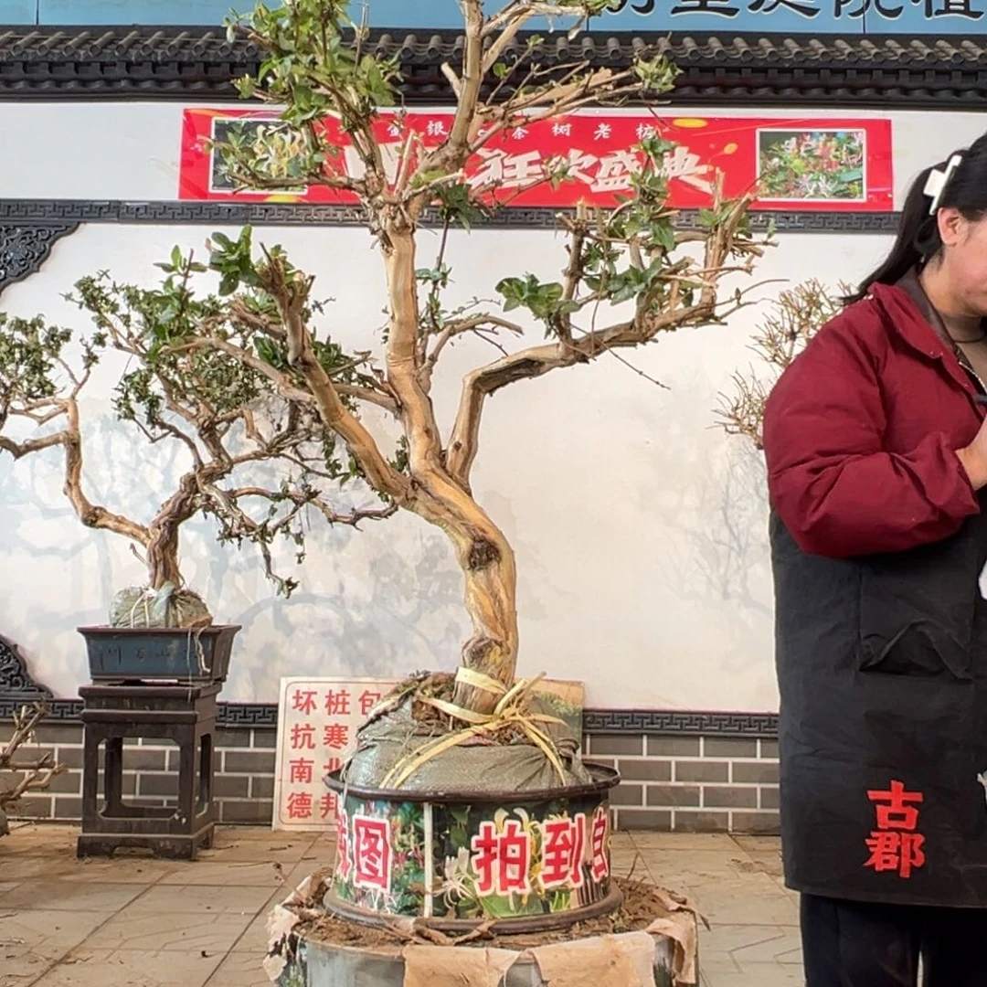 &****无花朵金银887778788888888