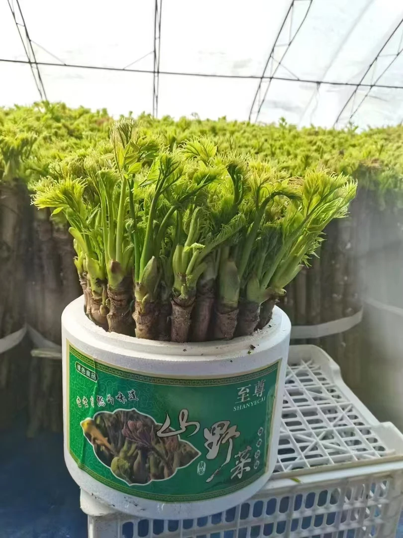 精美盆景（可观赏可食用70-90根）包邮-顺丰或京东