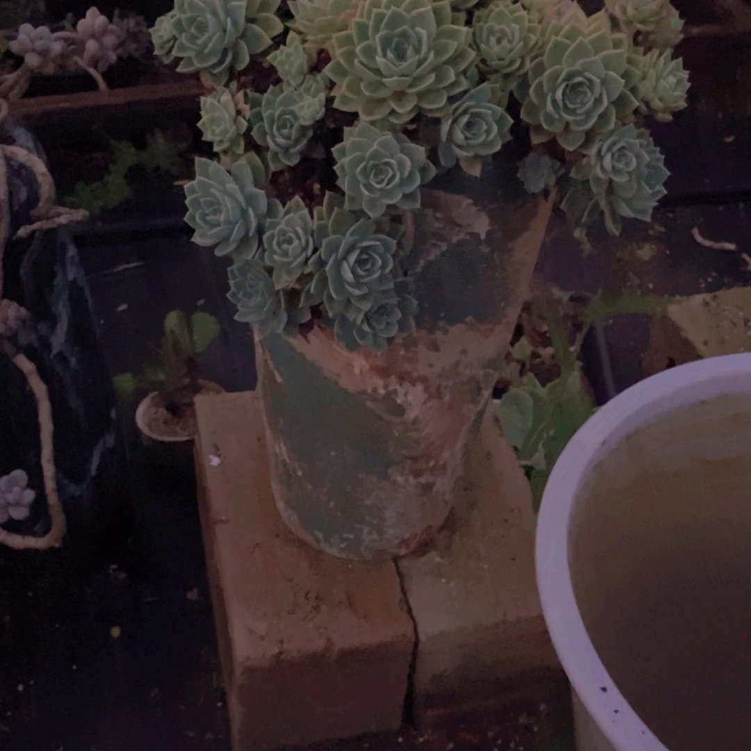 L*辰多肉植物保护研究所