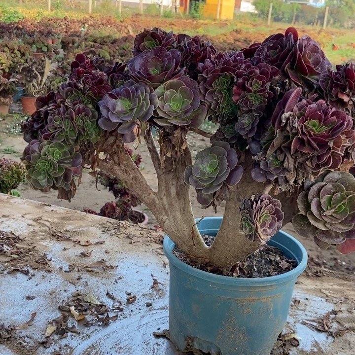 唯***一391欧洲我和沐我欧紫