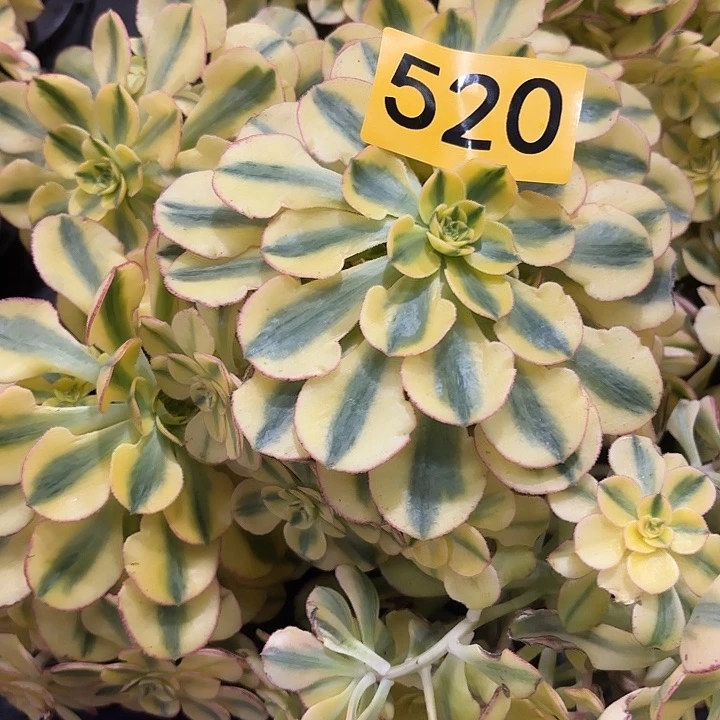 多肉植物福利来520