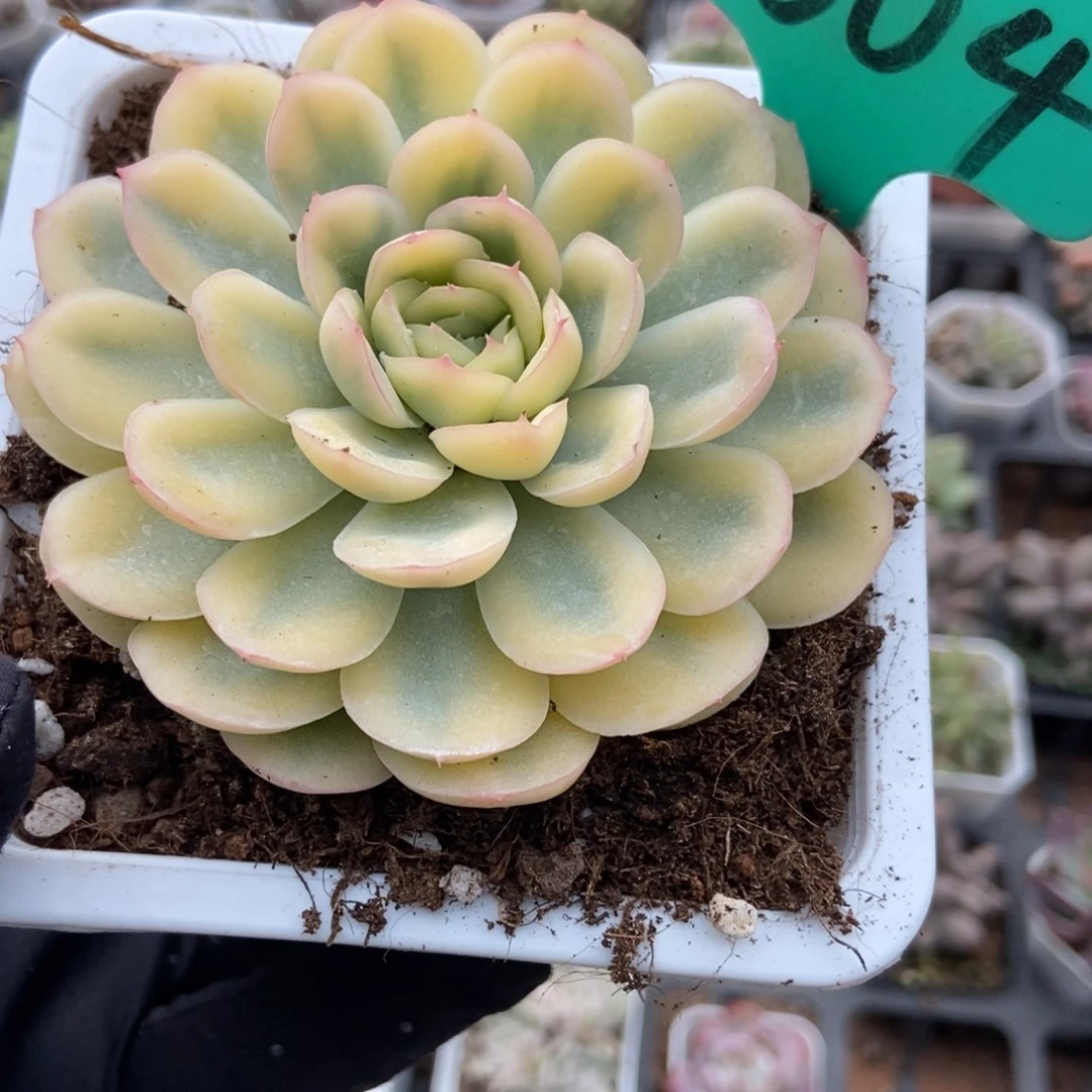 1604草莓冰锦多肉植物