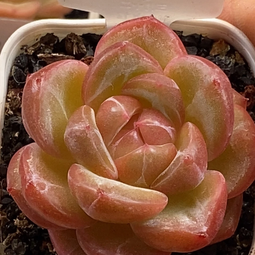 天官赐福百无禁忌