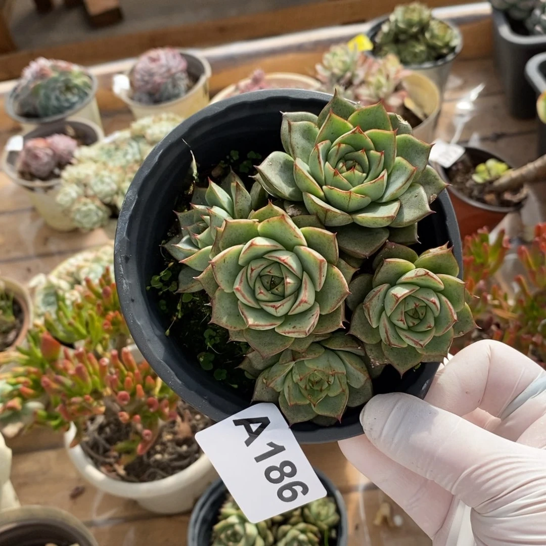 186大河锦一物一拍